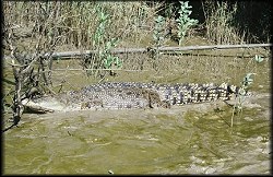 Salt water crocodile.